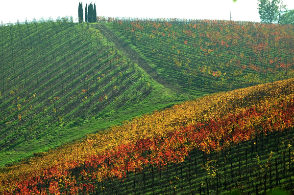 VINODAMARE - 3° puntata: CABANON