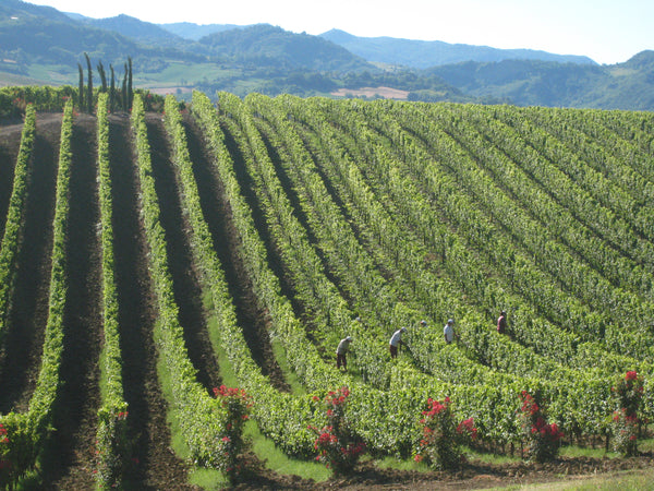 VINODAMARE - 3° puntata: CABANON